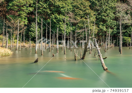 蒼霧鯉池　一ノ俣桜公園　山口県下関市 74939157