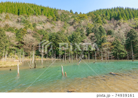 蒼霧鯉池 一ノ俣桜公園 山口県下関市 蒼霧鯉池 一ノ俣桜公園 山口県下関市 74939161