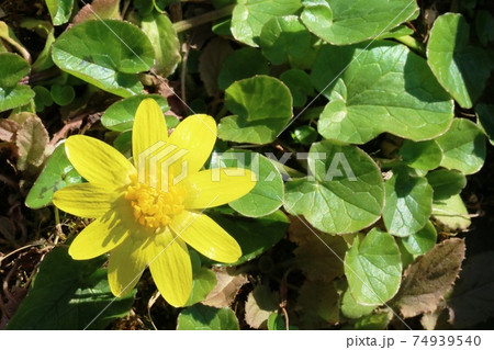 毎年同じところに咲くキクザキリュウキンカ 菊咲立金花 の写真素材