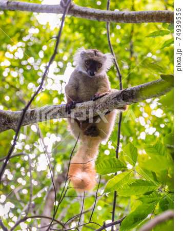 Lemur in Nosy Be island, Madagascar 74939556