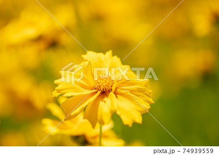 黄色い花のお花畑 フラワー 背景素材の写真素材