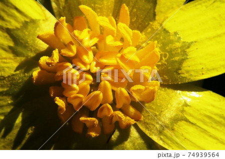 毎年同じところに咲くキクザキリュウキンカ（菊咲立金花 ） 74939564