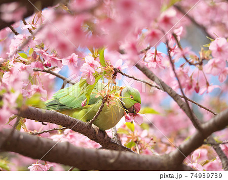 河津桜の蜜を吸うワカケホンセイインコ 赤い嘴で花ごとちぎります 河津桜の蜜を吸うワカケホンセイインコ 赤い嘴で花ごとちぎります 74939739