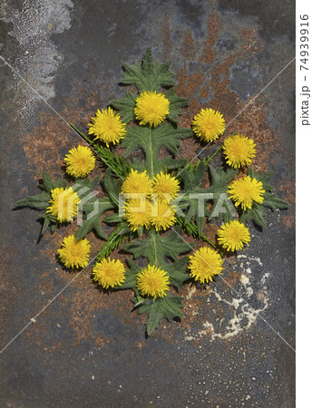 Creative top view  spring ornament from dandelion and green leaves   in minimal style on rustic iron background 74939916
