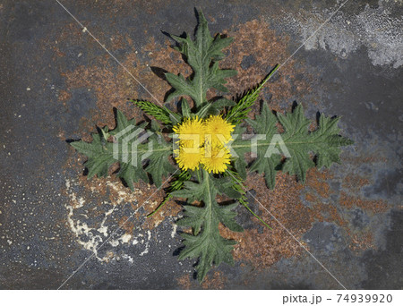 Creative top view  spring ornament from dandelion and green leaves   in minimal style 74939920