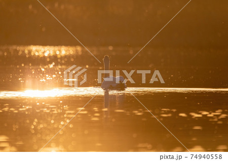 Wild bird mute swan in spring on evening pond Wild bird mute swan in spring on evening pond 74940558