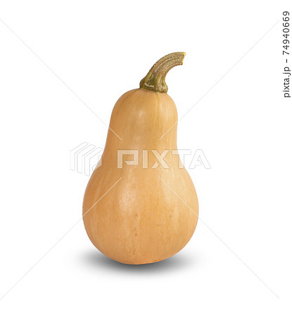 Butternut squash isolated on white background Butternut squash isolated on white background 74940669
