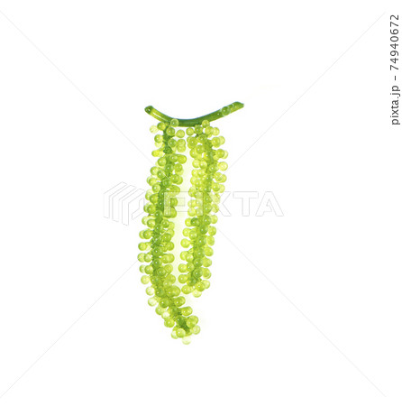 Sea grapes ( green caviar ) seaweed on white background Sea grapes ( green caviar ) seaweed on white background 74940672