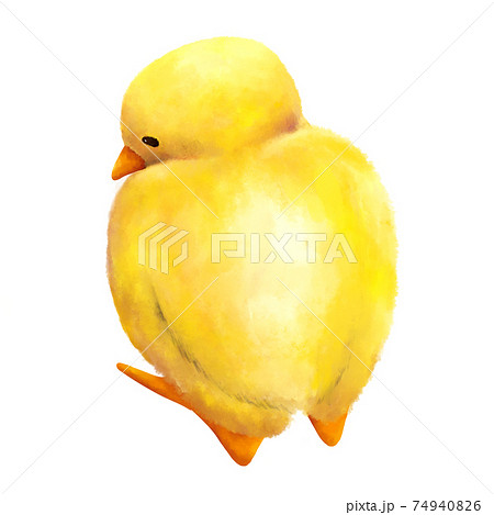 何かを見ているひよこ　水彩　手描き 74940826