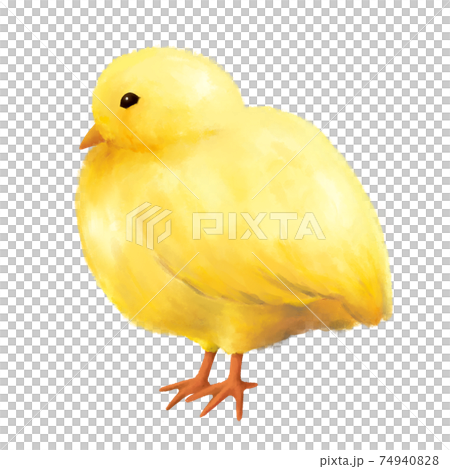 立っているひよこ　水彩　手描き 74940828