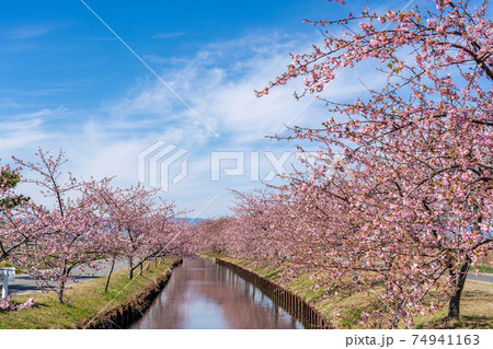 三重県松阪市　水路沿いに咲く笠松河津桜ロード 74941163