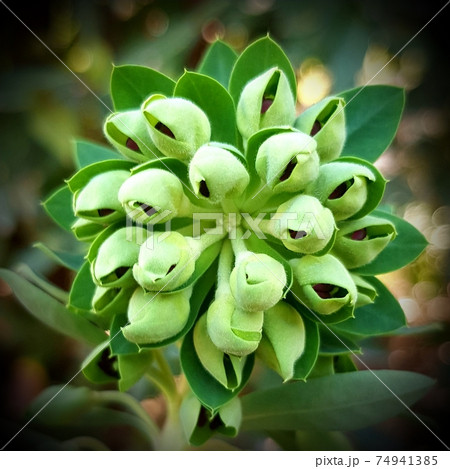 Euphorbia flower macrophoto Euphorbia flower macrophoto 74941385
