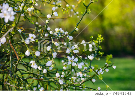 Blooming bushes in spring with white flowers on a background of green forest. Blooming bushes in spring with white flowers on a background of green forest. 74941542
