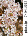 満開の桜（暗い背景） 74941552