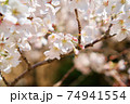 ピンクの桜の枝のクローズアップ 74941554