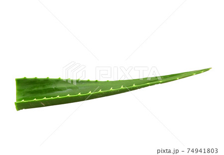 Aloe vera plant isolated on white background. Aloe vera is a succulent plant species of the genus Aloe. It is cultivated for agricultural and medicinal uses 74941803
