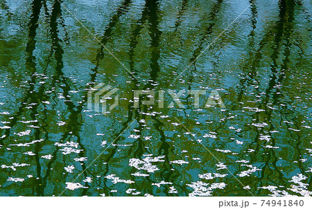 落花した桜の花びらが池に浮かんだ美しい風景 落花した桜の花びらが池に浮かんだ美しい風景 74941840