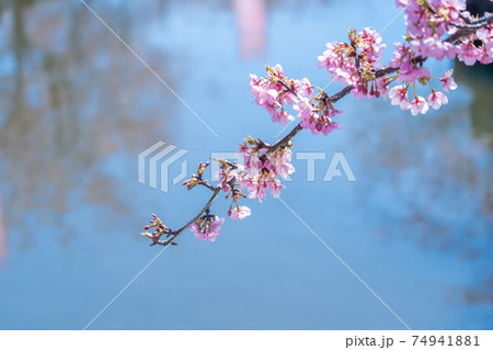 三重県松阪市　水路沿いに咲く笠松河津桜ロード 74941881