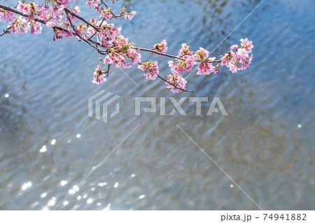 三重県松阪市　水路沿いに咲く笠松河津桜ロード 74941882