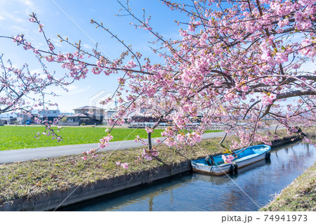 三重県松阪市 水路沿いに咲く笠松河津桜ロードとボート 三重県松阪市 水路沿いに咲く笠松河津桜ロードとボート 74941973
