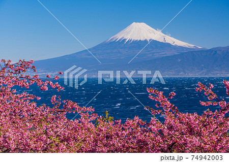 （静岡県）河津桜咲く西伊豆井田から、海越しの富士山 74942003