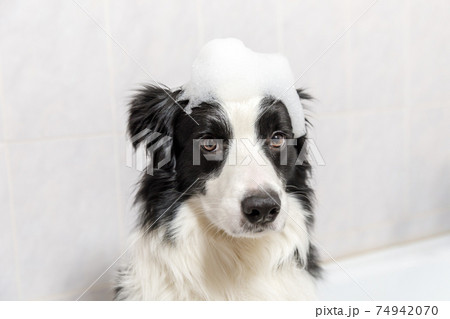 Funny indoor portrait of puppy dog border collie sitting in bath gets bubble bath showering with shampoo. Cute little dog wet in bathtub in grooming salon. Clean dog with funny foam soap on head. Funny indoor portrait of puppy dog border collie sitting in bath gets bubble bath showering with shampoo. Cute little dog wet in bathtub in grooming salon. Clean dog with funny foam soap on head. 74942070
