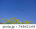 絶景 菜の花と飛行機 青空 成田空港 さくらの山 空の駅 春 散歩 74942149