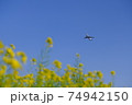 絶景 菜の花と飛行機 青空 成田空港 さくらの山 空の駅 春 散歩 74942150