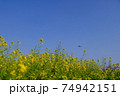 絶景 菜の花と飛行機 青空 成田空港 さくらの山 空の駅 春 散歩 74942151