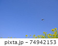 絶景 菜の花と飛行機 青空 成田空港 さくらの山 空の駅 春 散歩 74942153