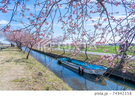 三重県松阪市　水路沿いに咲く笠松河津桜ロードとボート 74942158