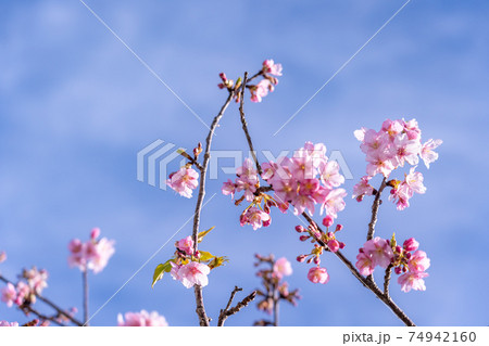 三重県松阪市　青空に映える笠松河津桜の枝 74942160