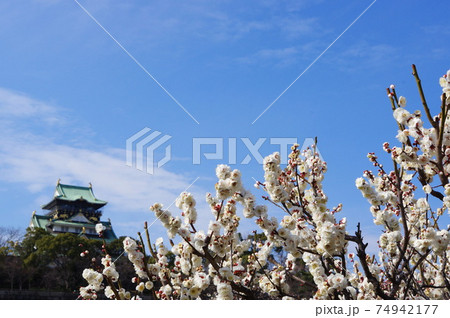 大阪城公園の梅林 74942177