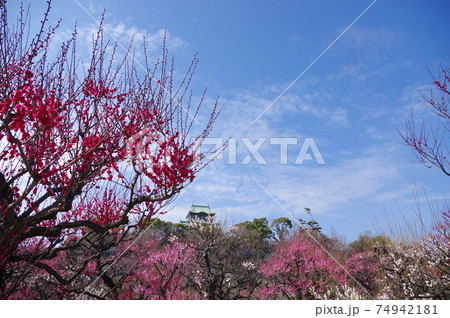 大阪城公園の梅林 74942181