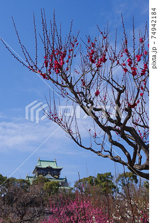 大阪城公園の梅林 74942184