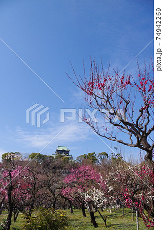 大阪城公園の梅林 74942269