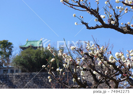 大阪城公園の梅林 74942275