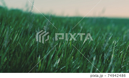 Close up of fresh thick grass in the early morning 74942486