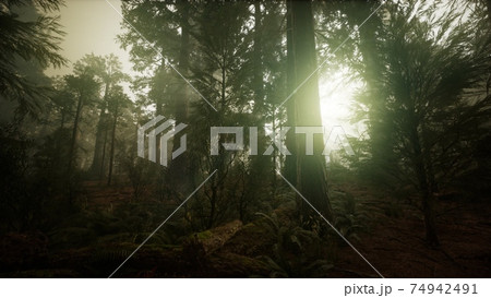 Redwood Forest Foggy Sunset Scenery Redwood Forest Foggy Sunset Scenery 74942491