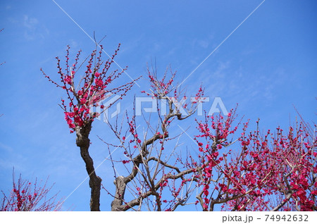 大阪城公園の梅林 大阪城公園の梅林 74942632