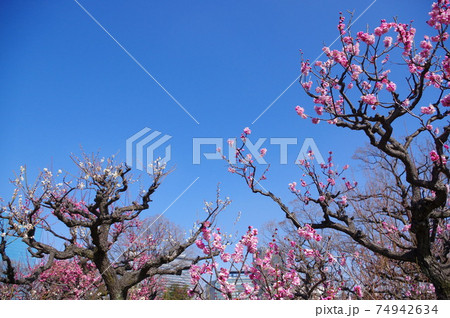 大阪城公園の梅林 大阪城公園の梅林 74942634