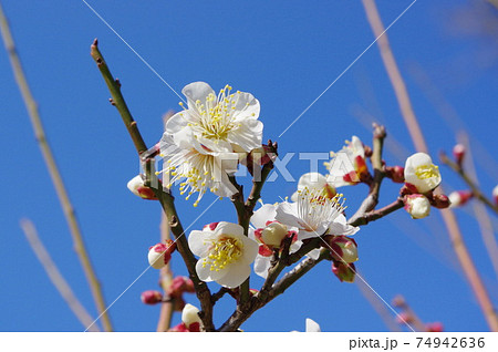 大阪城公園の梅林 大阪城公園の梅林 74942636