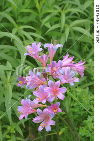 リコリス 74942810