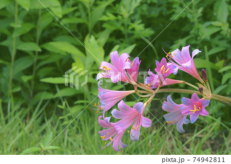 リコリス 74942811