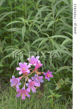 リコリス 74942813