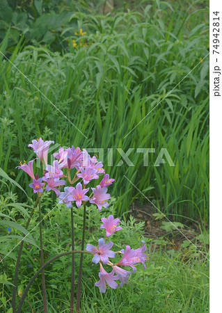 リコリス リコリス 74942814