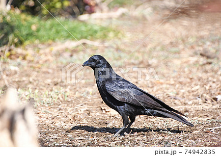 ハシボソガラス 74942835