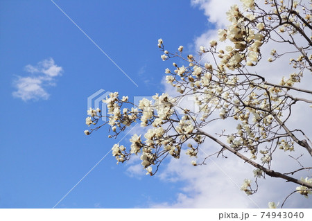 青空を背景にした春の花木 白木蓮 ハクモクレン の写真素材の写真素材