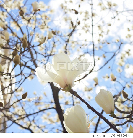 青空を背景にした春の花木 白木蓮 ハクモクレン の写真素材の写真素材