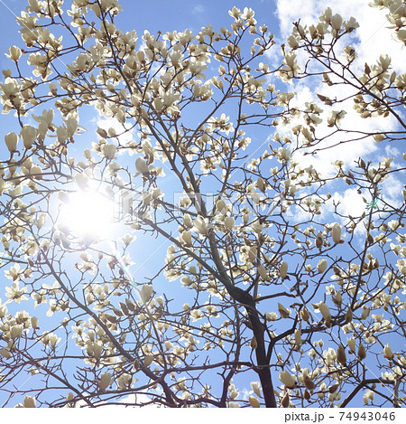 青空を背景にした春の花木 白木蓮 ハクモクレン の写真素材の写真素材